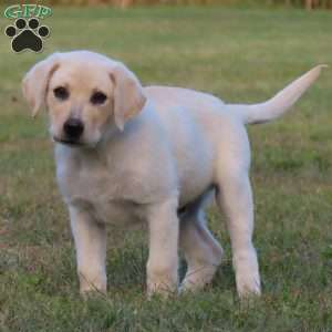 Asher, Yellow Labrador Retriever Puppy