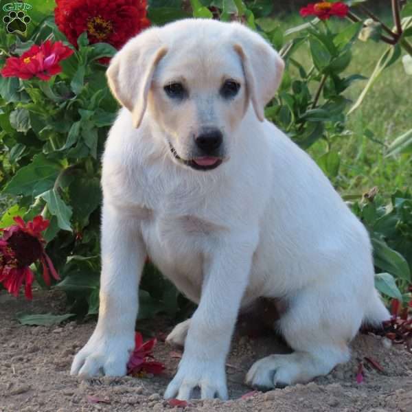 Asher, Yellow Labrador Retriever Puppy