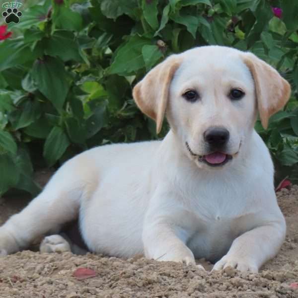 Oakley, Yellow Labrador Retriever Puppy