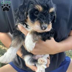Roxy, Mini Bernedoodle Puppy