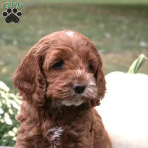 Breah, Cockapoo Puppy