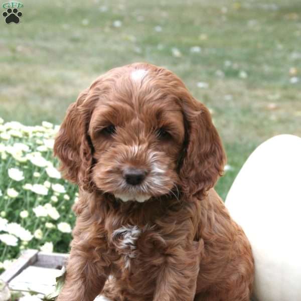 Breah, Cockapoo Puppy