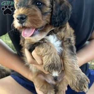 Rory, Mini Bernedoodle Puppy