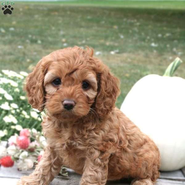 Bonnie, Cockapoo Puppy