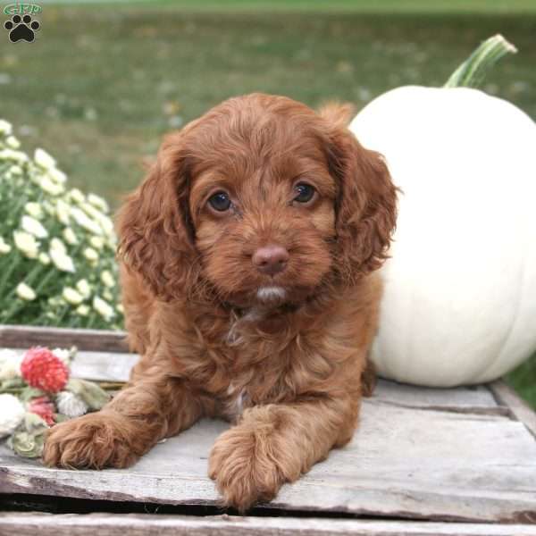 Benya, Cockapoo Puppy