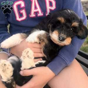 Roxy, Mini Bernedoodle Puppy