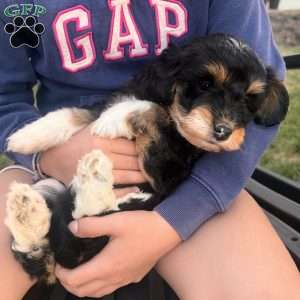 Roxy, Mini Bernedoodle Puppy