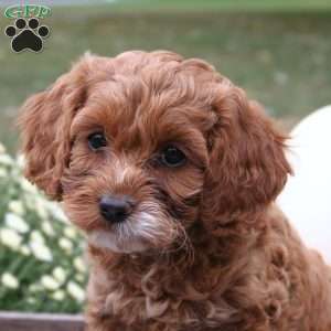 Bambi, Cockapoo Puppy