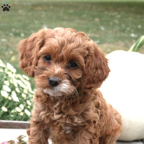 Bambi, Cockapoo Puppy