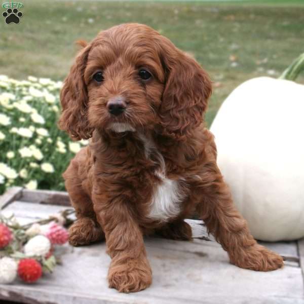 Bolly, Cockapoo Puppy