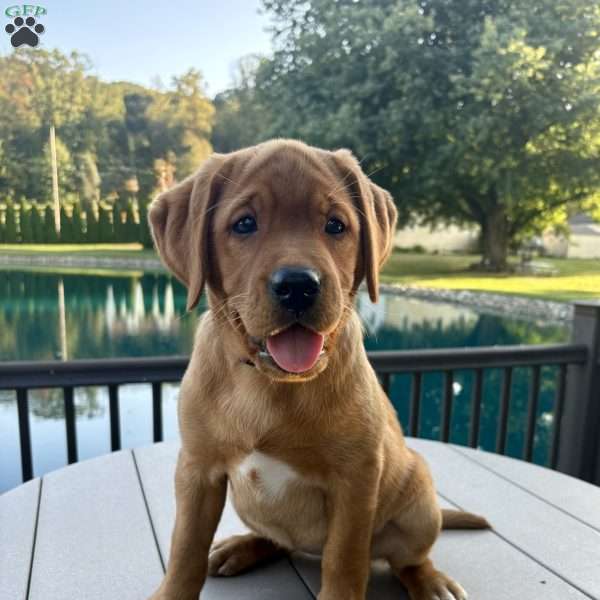 Diamond, Fox Red Labrador Retriever Puppy