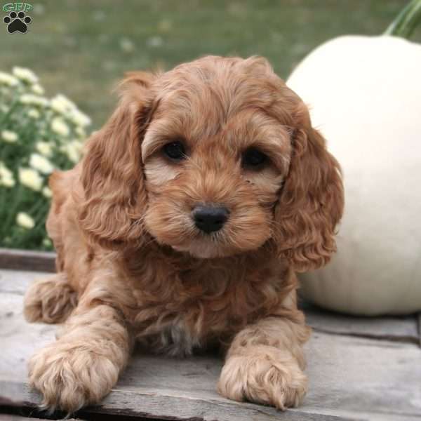 Taylor, Cockapoo Puppy