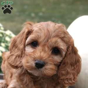 Taylor, Cockapoo Puppy
