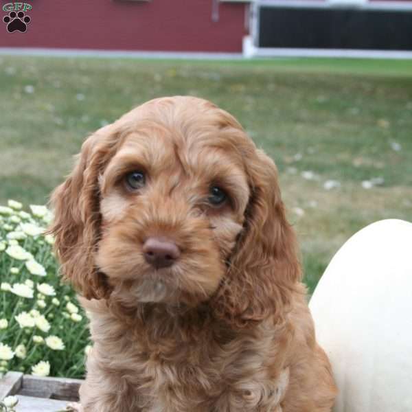 Tex, Cockapoo Puppy