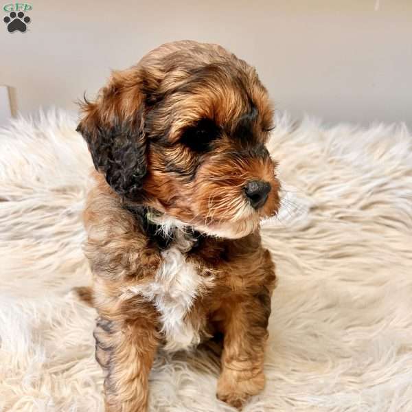 Rory, Mini Bernedoodle Puppy