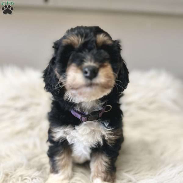 Roxy, Mini Bernedoodle Puppy