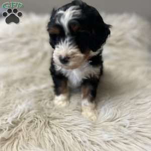 Chester, Mini Bernedoodle Puppy