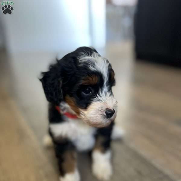 Chester, Mini Bernedoodle Puppy