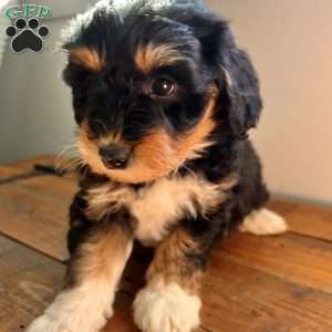 Roxy, Mini Bernedoodle Puppy