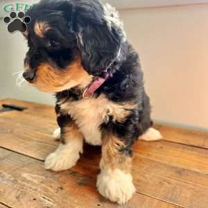 Roxy, Mini Bernedoodle Puppy