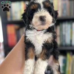 Chester, Mini Bernedoodle Puppy