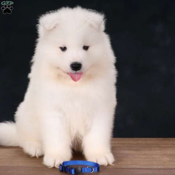 Bear, Samoyed Puppy