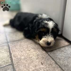 Chester, Mini Bernedoodle Puppy