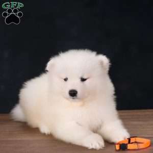 Brynn, Samoyed Puppy