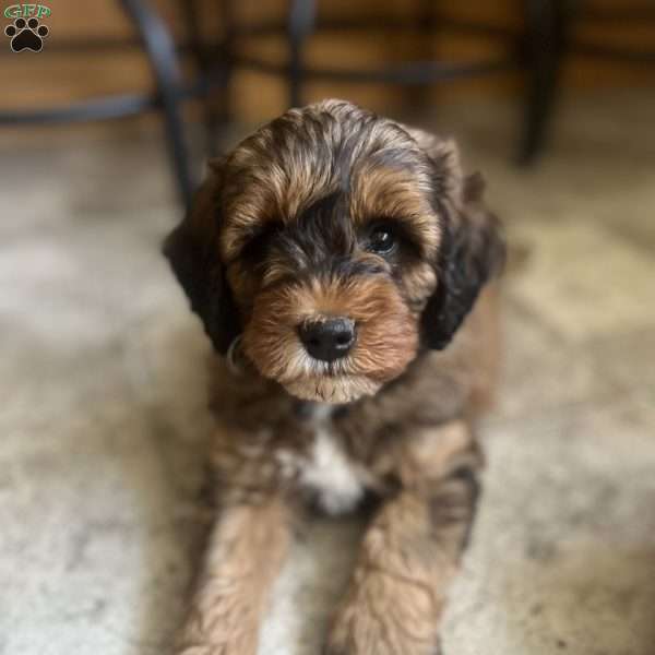 Rory, Mini Bernedoodle Puppy