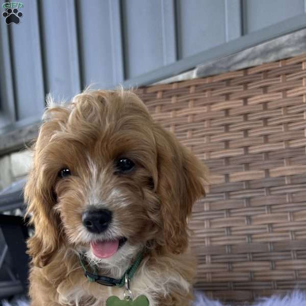 Taffy, Cavapoo Puppy