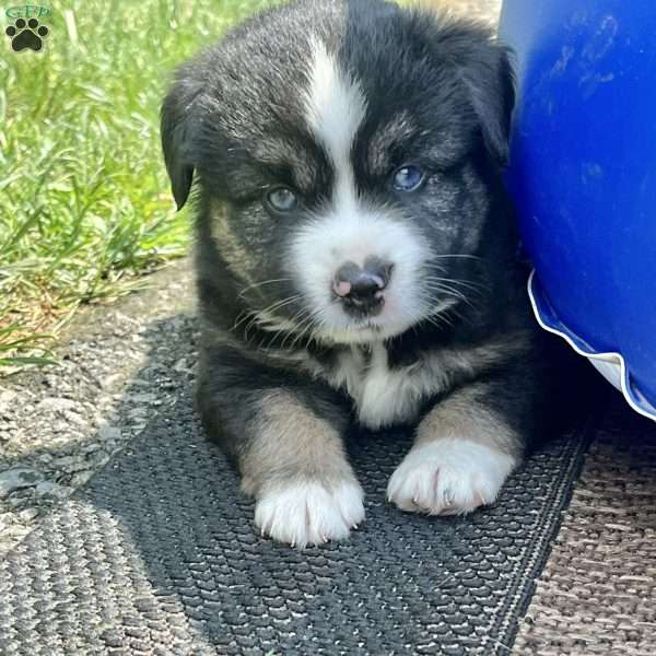 Lightning, Miniature Australian Shepherd Puppy