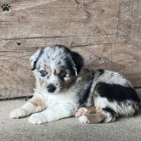 Anika, Miniature Australian Shepherd Puppy