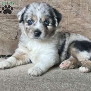 Anika, Miniature Australian Shepherd Puppy