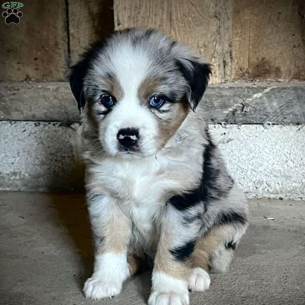 Angel, Miniature Australian Shepherd Puppy