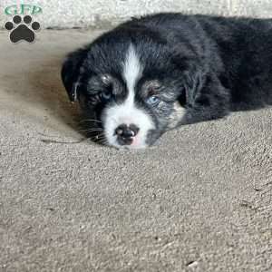 Lightning, Miniature Australian Shepherd Puppy