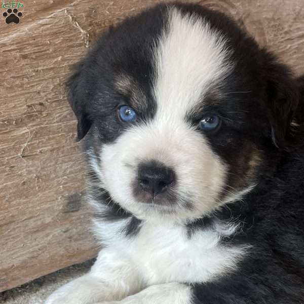 Thunder, Miniature Australian Shepherd Puppy