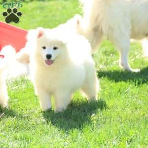 Bear, Samoyed Puppy