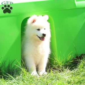 Brynn, Samoyed Puppy