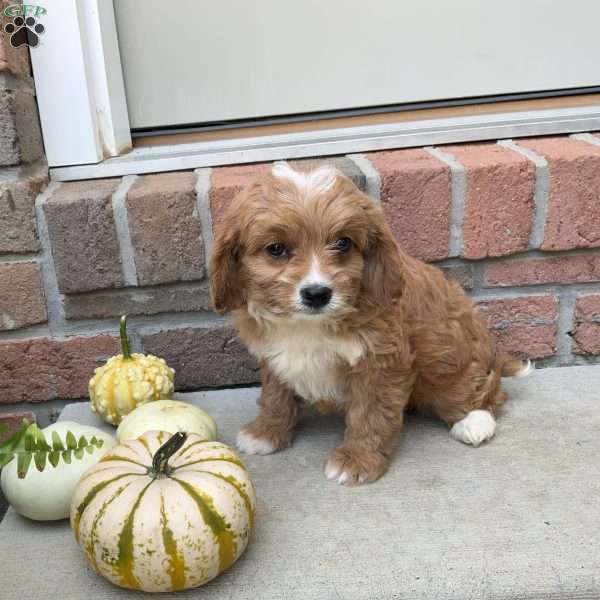 Sadie, Cavapoo Puppy