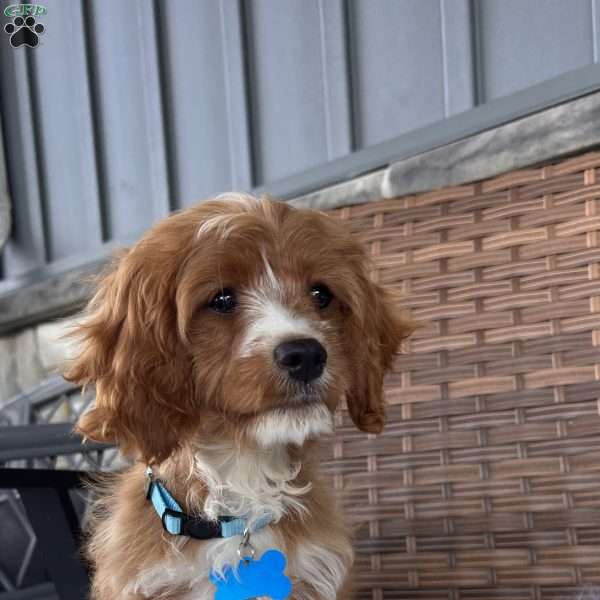 Toodles, Cavapoo Puppy