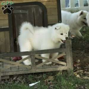 Brynn, Samoyed Puppy