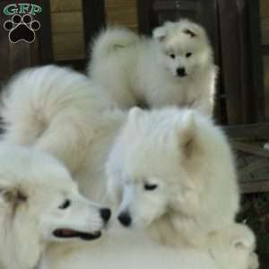 Brynn, Samoyed Puppy