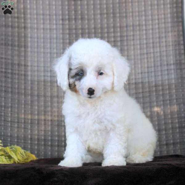 Ian, Toy Poodle Puppy