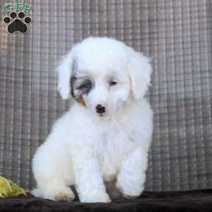 Ian, Toy Poodle Puppy