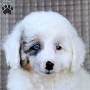 Ian, Toy Poodle Puppy
