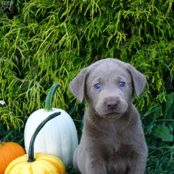 Iggy, Silver Labrador Retriever Puppy
