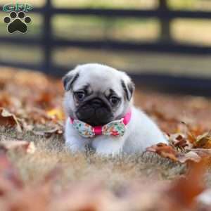 Indie, Pug Puppy