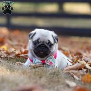 Indie, Pug Puppy