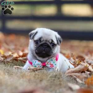 Indie, Pug Puppy