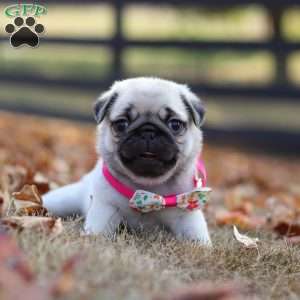 Indie, Pug Puppy
